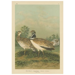 Little Bustards in 19th Century Landscape – Antique Ornithology Bird Print