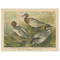 Ducks in Breeding Plumage – Antique 19th Century Chromolithograph Print