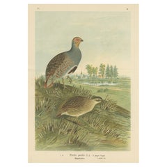 Partridges in Rural Landscape – Antique 19th Century Bird Chromolithograph