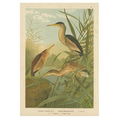 Bitterns in Reeds – Antique 19th Century Bird Chromolithograph of Little Bittern