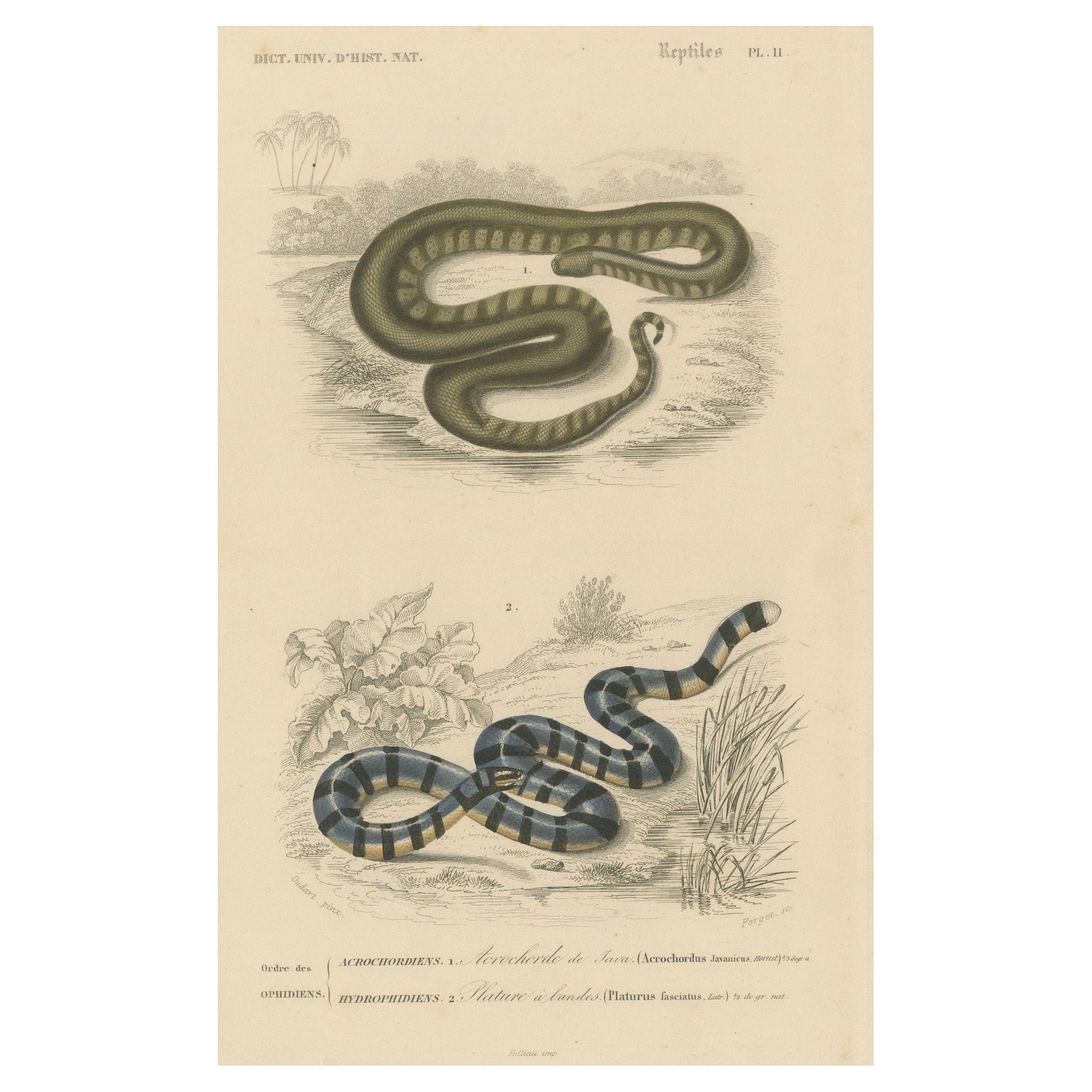 Snake Print of Elephant Trunk Snake and Sea Krait, c.1850, Orbigny