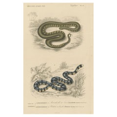 Snake Print of Elephant Trunk Snake and Sea Krait, c.1850, Orbigny