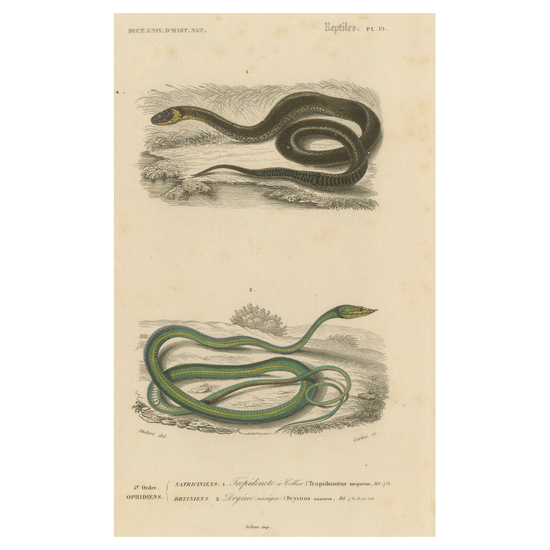 Snake Print of Grass Snake and Long-Nosed Whip Snake, c.1850, Orbigny