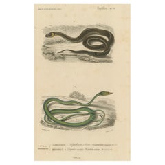 Snake Print of Grass Snake and Long-Nosed Whip Snake, c.1850, Orbigny