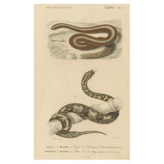 Snake Print of Sand Boa and Boa Constrictor, c.1850, by Orbigny