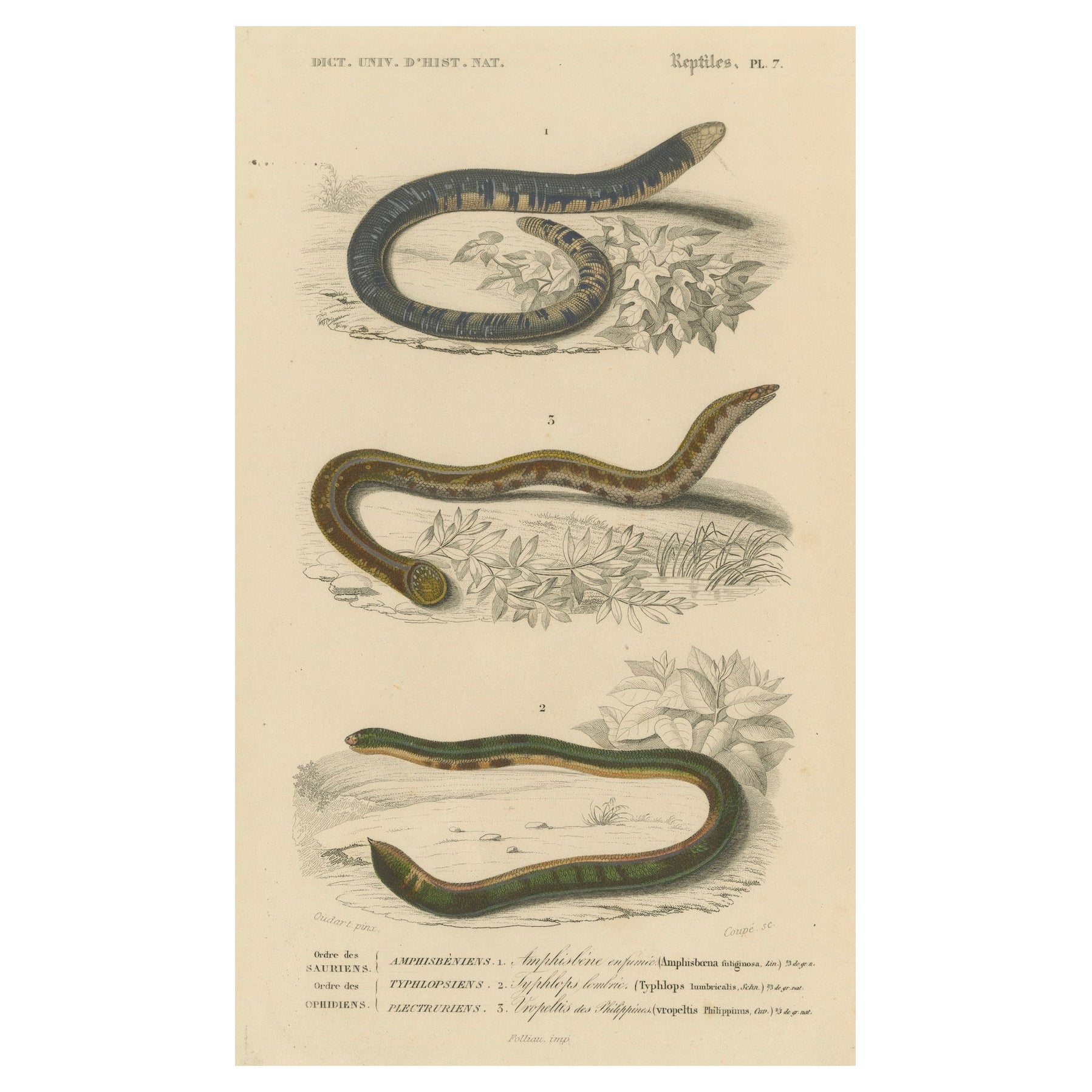 Empreinte de serpent ver, Uropeltis et Amphisbaena des Philippines, C.I.C. en vente