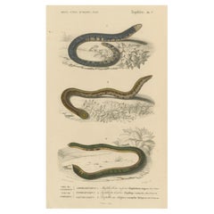 Snake Print of Worm Snake, Philippine Uropeltis and Amphisbaena, c.1850
