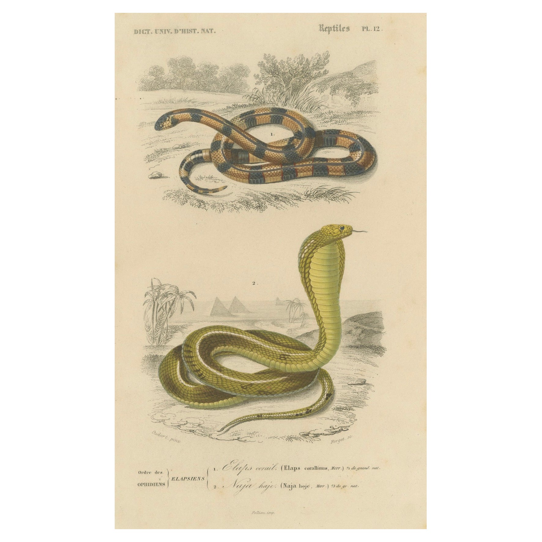 Snake Print of Coral Snake and Egyptian Cobra, c.1850, by Orbigny