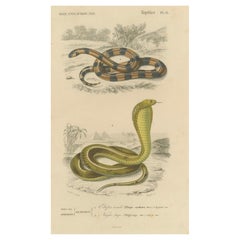 Antique Snake Print of Coral Snake and Egyptian Cobra, c.1850, by Orbigny