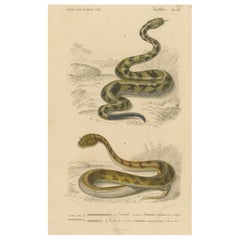 Snake Print of Rattlesnake and Horned Viper, c.1850, by Orbigny