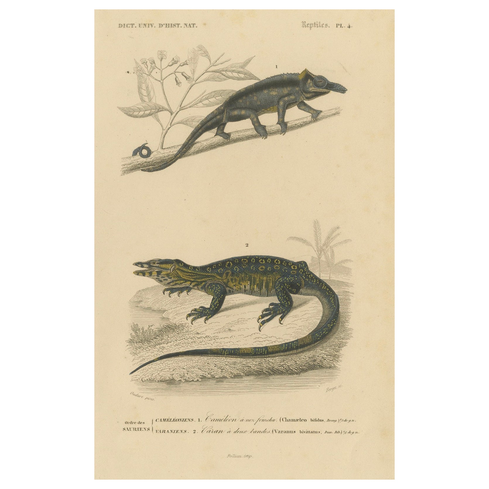 Stampa di lucertola con camaleonte dalle corna a forma di naso e monitor a bande, 1850 circa, Orbigny
