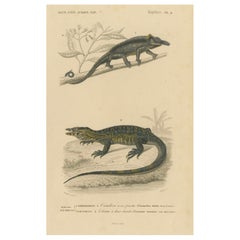 Lizard Print of Nose-Horned Chameleon and Banded Monitor, c.1850, Orbigny