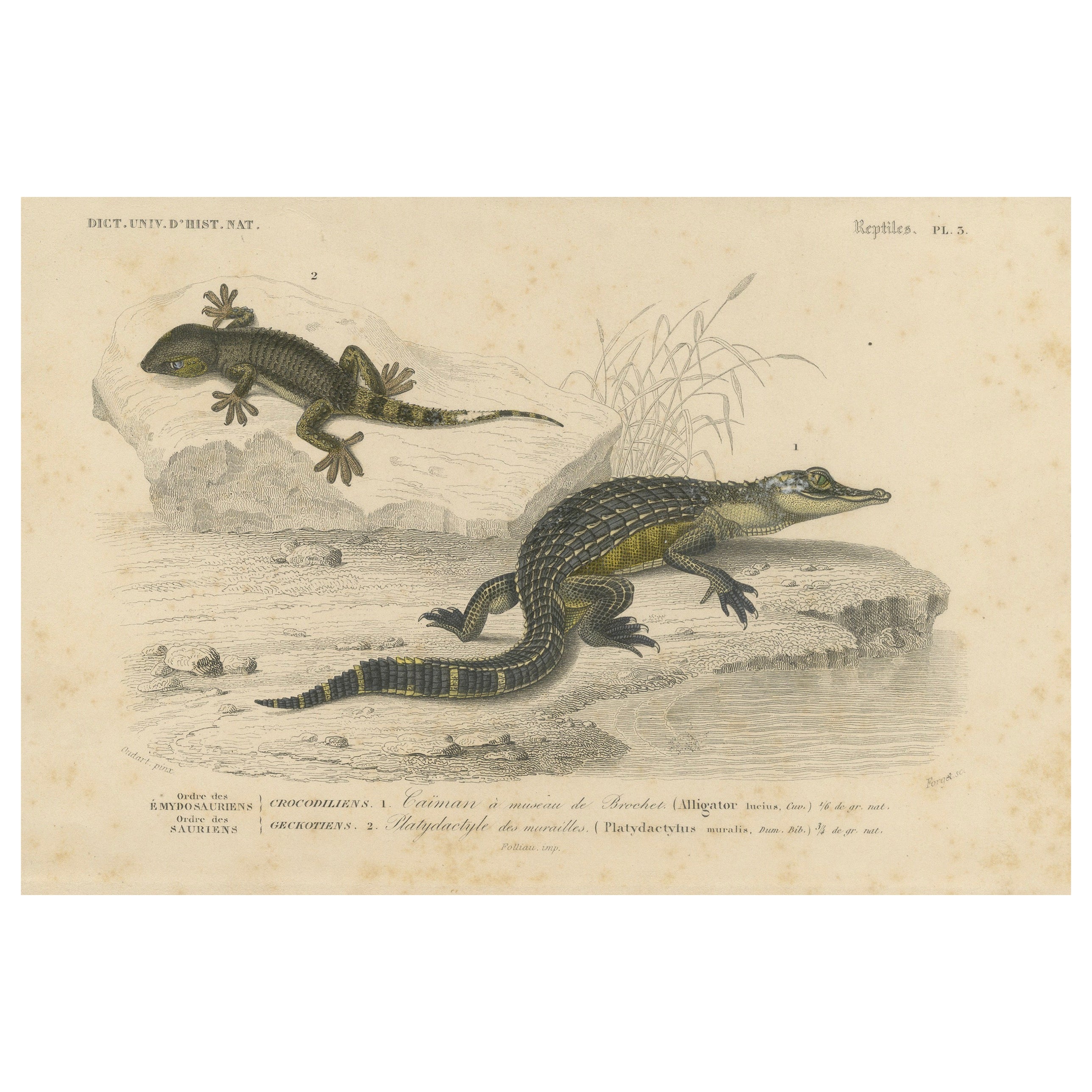 Stampa di rettile con giovane alligatore e geco da parete, 1850 circa, di Orbigny