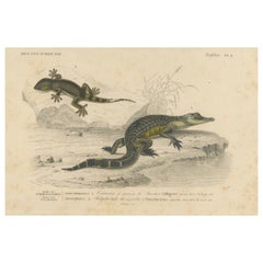 Antique Reptile Print of Young Alligator and Wall Gecko, c.1850, by Orbigny