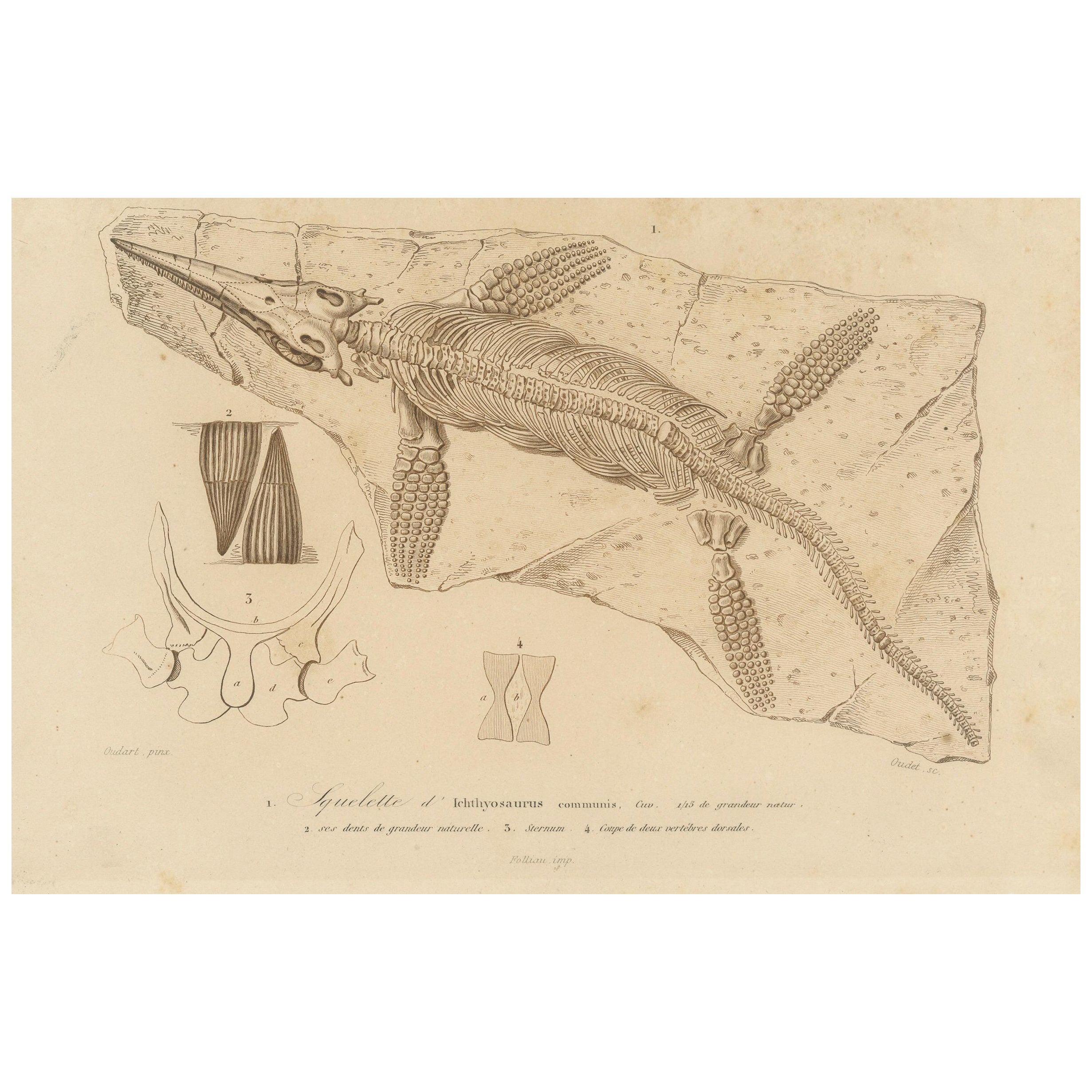 Fossil Print of Ichthyosaurus Skeleton and Teeth, c.1850, by Orbigny