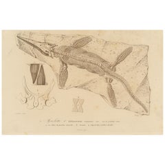 Fossil Print of Ichthyosaurus Skeleton and Teeth, c.1850, by Orbigny