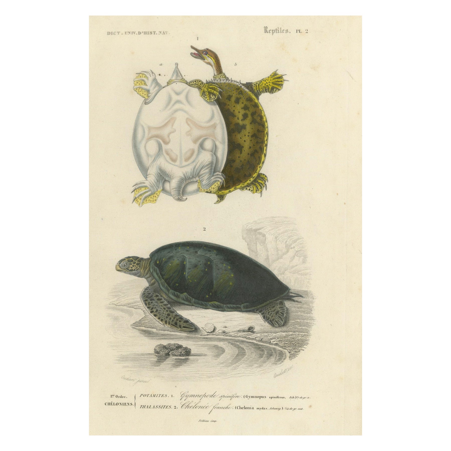 Stampa di tartaruga con guscio molle e tartaruga marina verde, 1850 circa, Orbigny