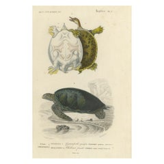 Turtle Print of Spiny Softshell and Green Sea Turtle, c.1850, Orbigny