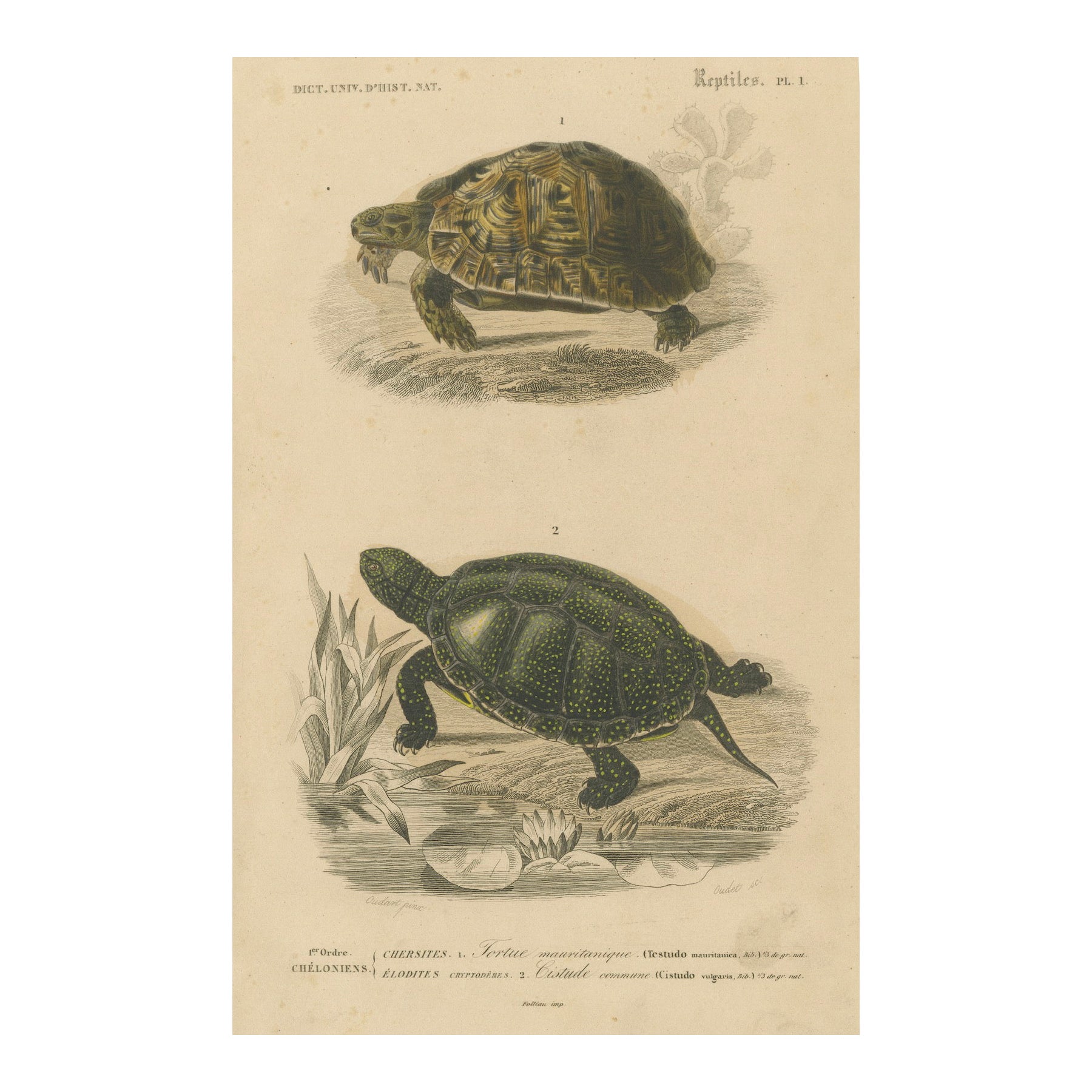 Estampe de tortue des Maures et de tortue d'Europe, c.1850, Orbigny en vente