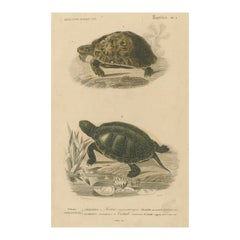 Turtle Print of Moorish Tortoise and European Pond Turtle, c.1850, Orbigny