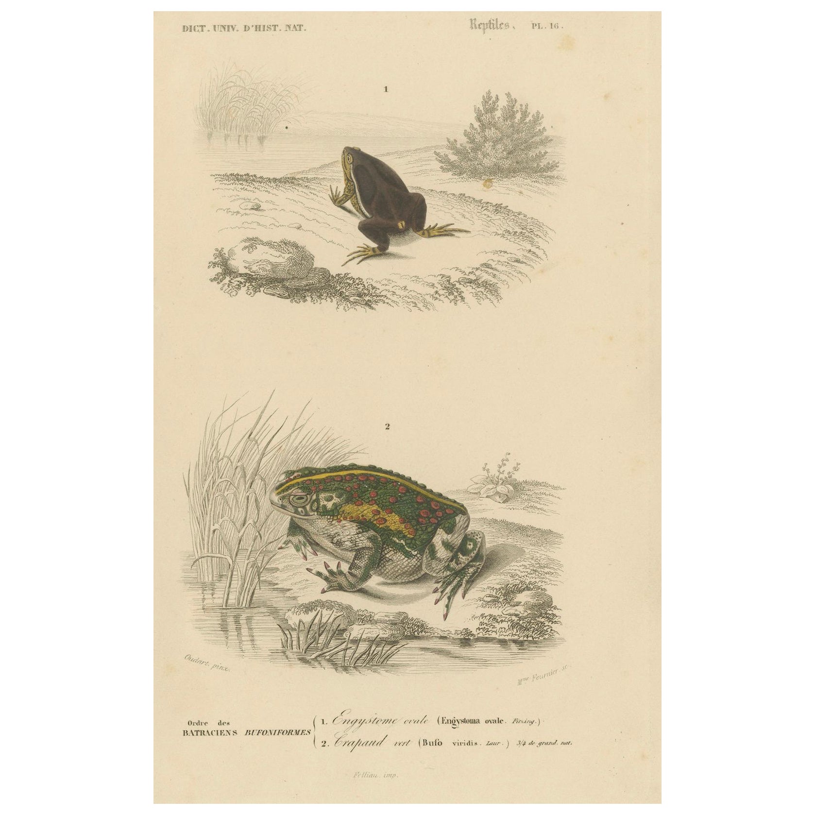 Gravure de grenouille de l'Engystome ovale et du Crapaud vert, c.1850, par Orbigny