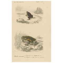 Antique Frog Print of Oval Engystoma and Green Toad, c.1850, by Orbigny