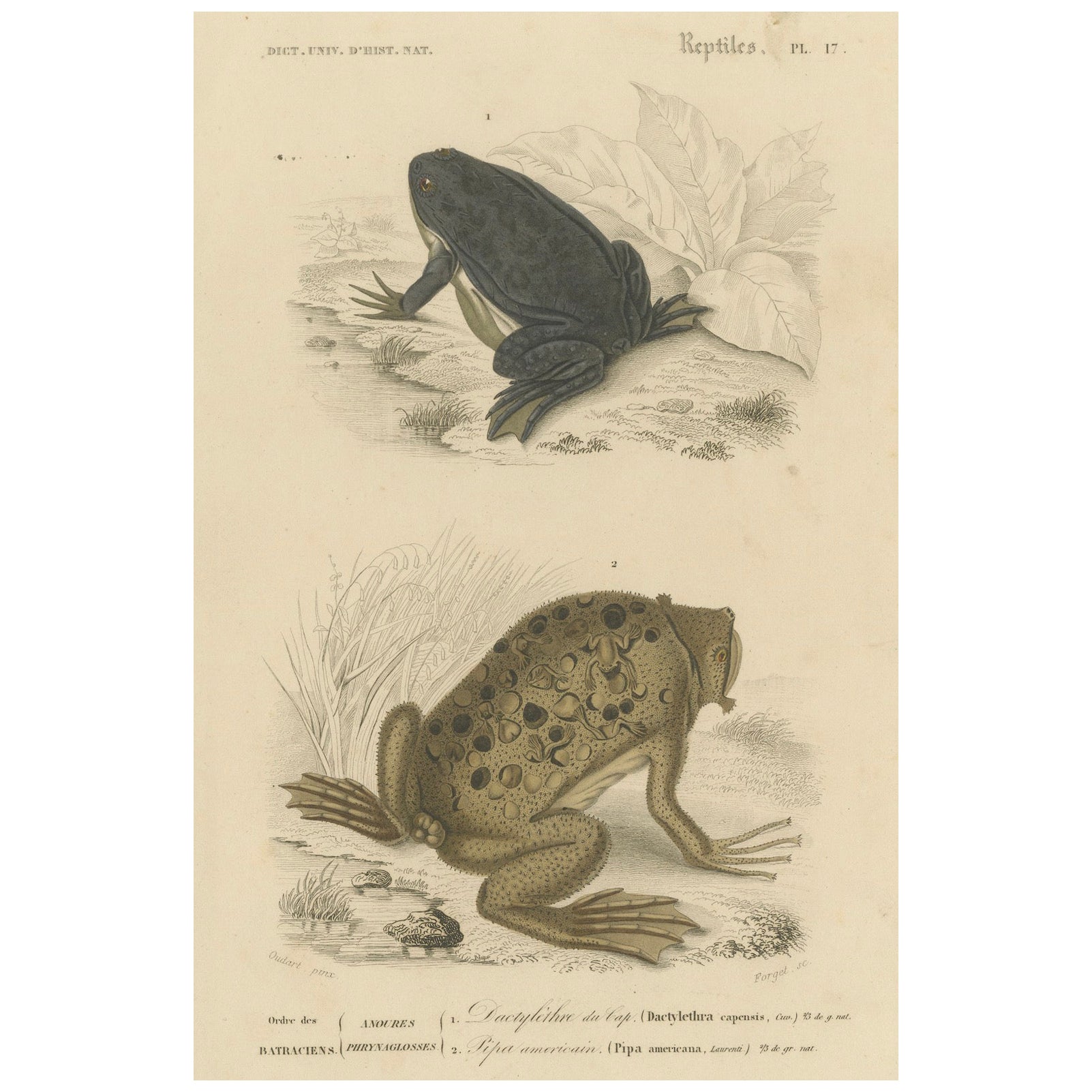 Stampa di rana di Dactylethra del Capo e rospo del Suriname, 1850 circa, di Orbigny