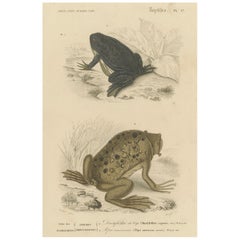 Antique Frog Print of Cape Dactylethra and Surinam Toad, c.1850, by Orbigny