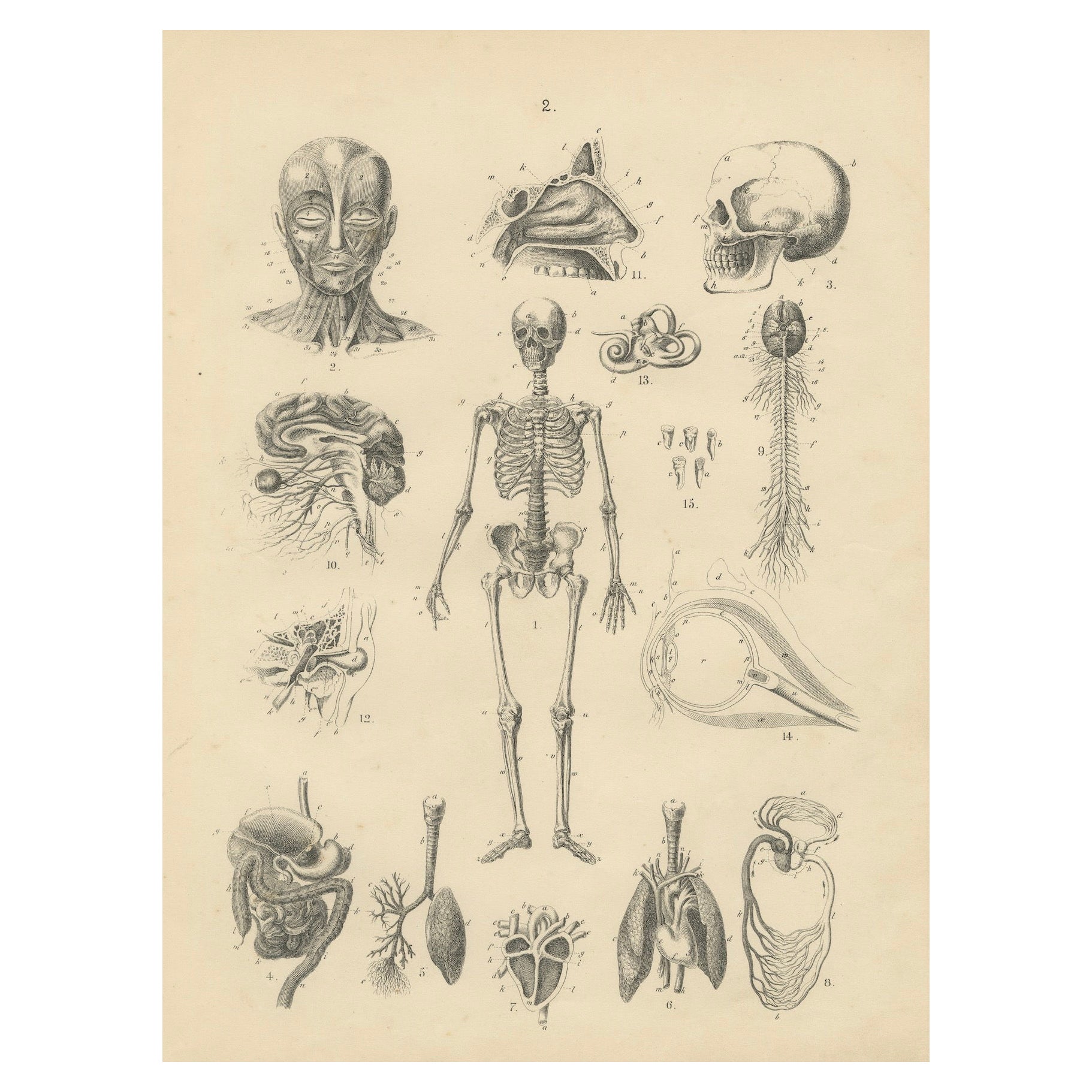 Grabado de anatomía con esqueleto, cráneo y órganos de T Bromme, hacia 1865