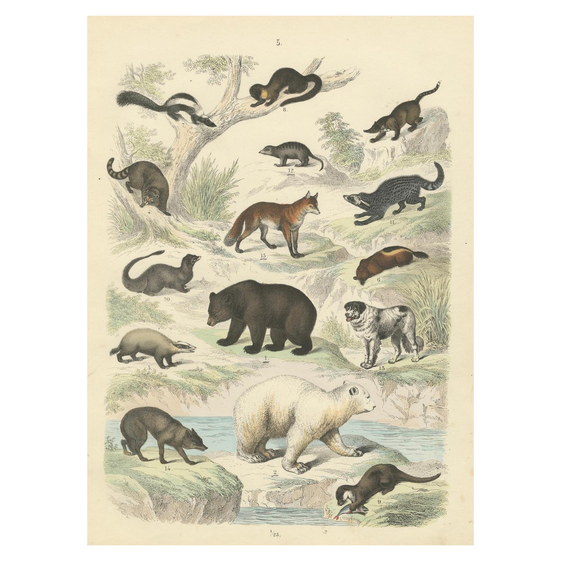 Zoology Print of Bears, Foxes, Skunks and Mustelids by T Bromme, circa 1865