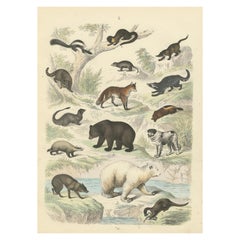 Antique Zoology Print of Bears, Foxes, Skunks and Mustelids by T Bromme, circa 1865