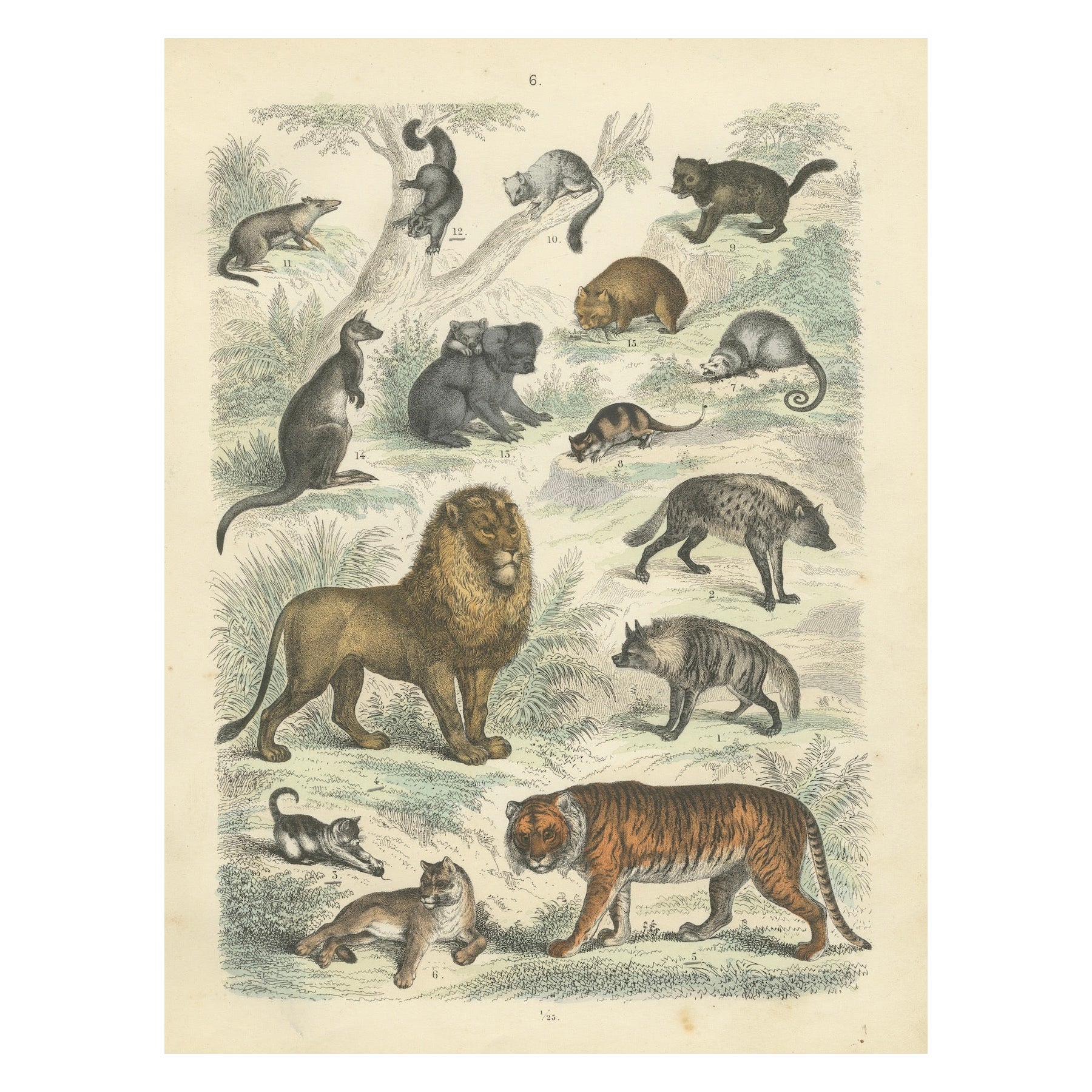 Gravure de zoologie représentant le tigre, le lion, la hyène, les marsupiaux et les chats sauvages par AT&T vers 1865 en vente