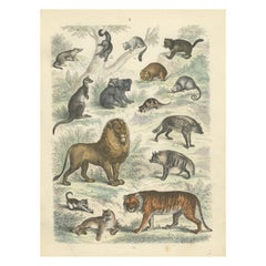 Zoology Print of Tiger, Lion, Hyena, Marsupials and Wild Cats by T Bromme c1865