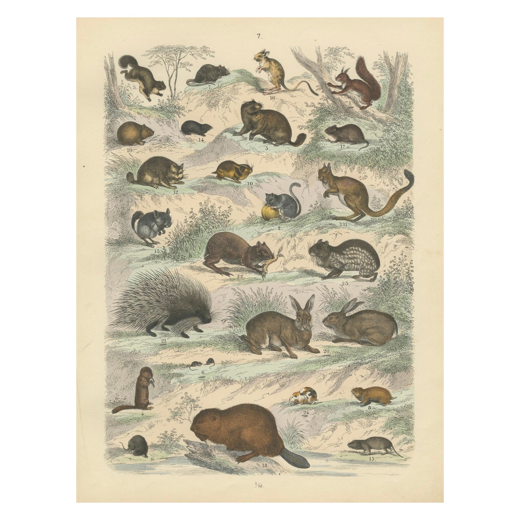 Zoology Print of Rodents, Squirrels, Hares and Beavers by T Bromme, c1865