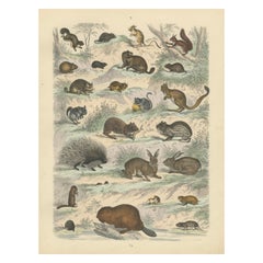 Antique Zoology Print of Rodents, Squirrels, Hares and Beavers by T Bromme, c1865