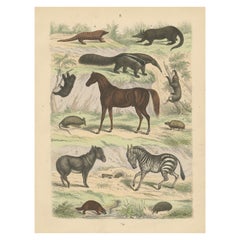 Zoology Print of Anteaters, Armadillos, Zebra, Horse and Platypus - c1865