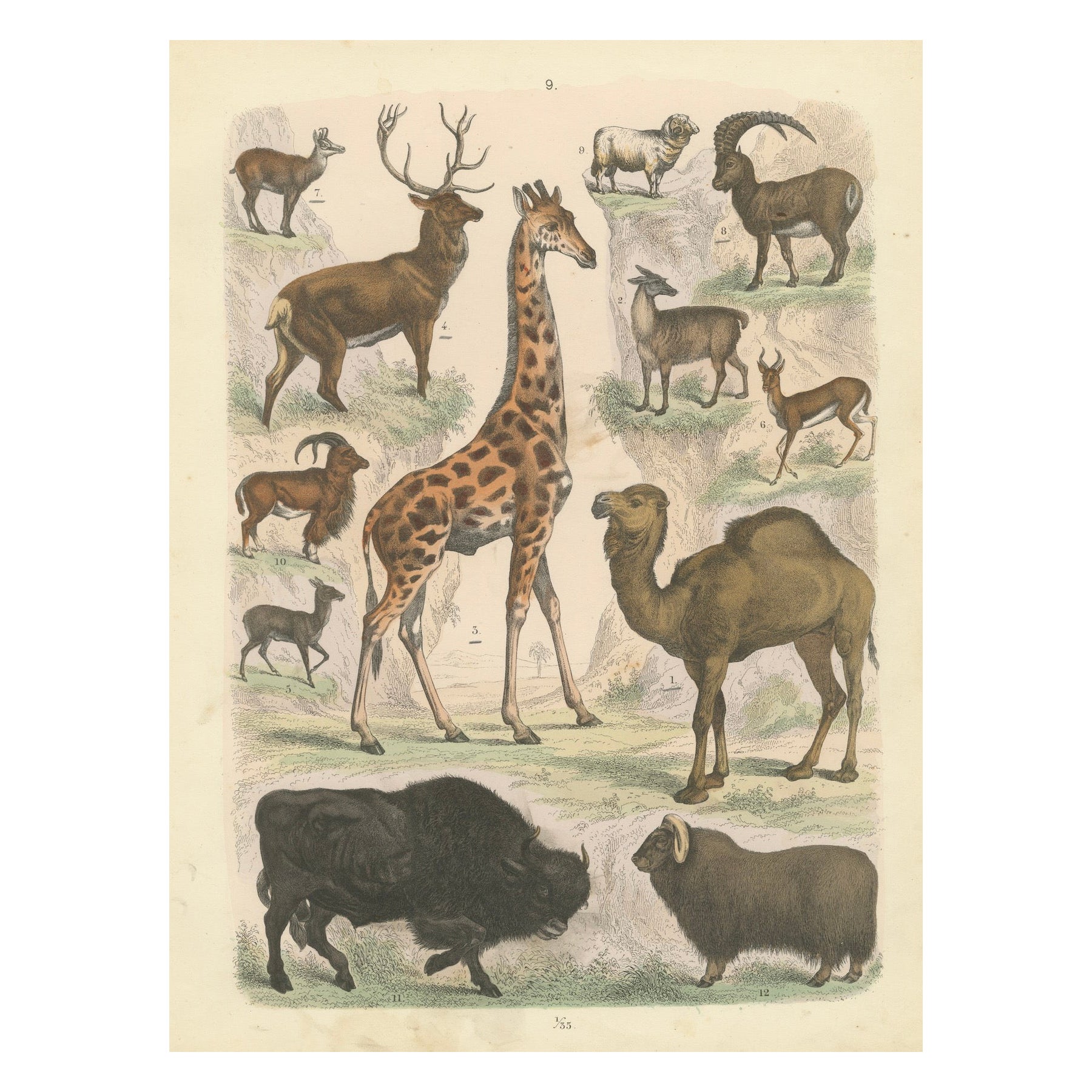 Gravure de zoologie représentant la girafe, le chameau, le bison, le cerf et l'antilope par AT&T vers 1865