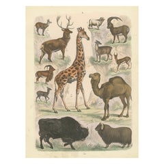 Antique Zoology Print of Giraffe, Camel, Bison, Deer and Antelope by T Bromme c1865
