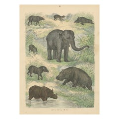 Zoology Print of Elephant, Rhinoceros, Tapirs and Hippopotamus by T Bromme c1865