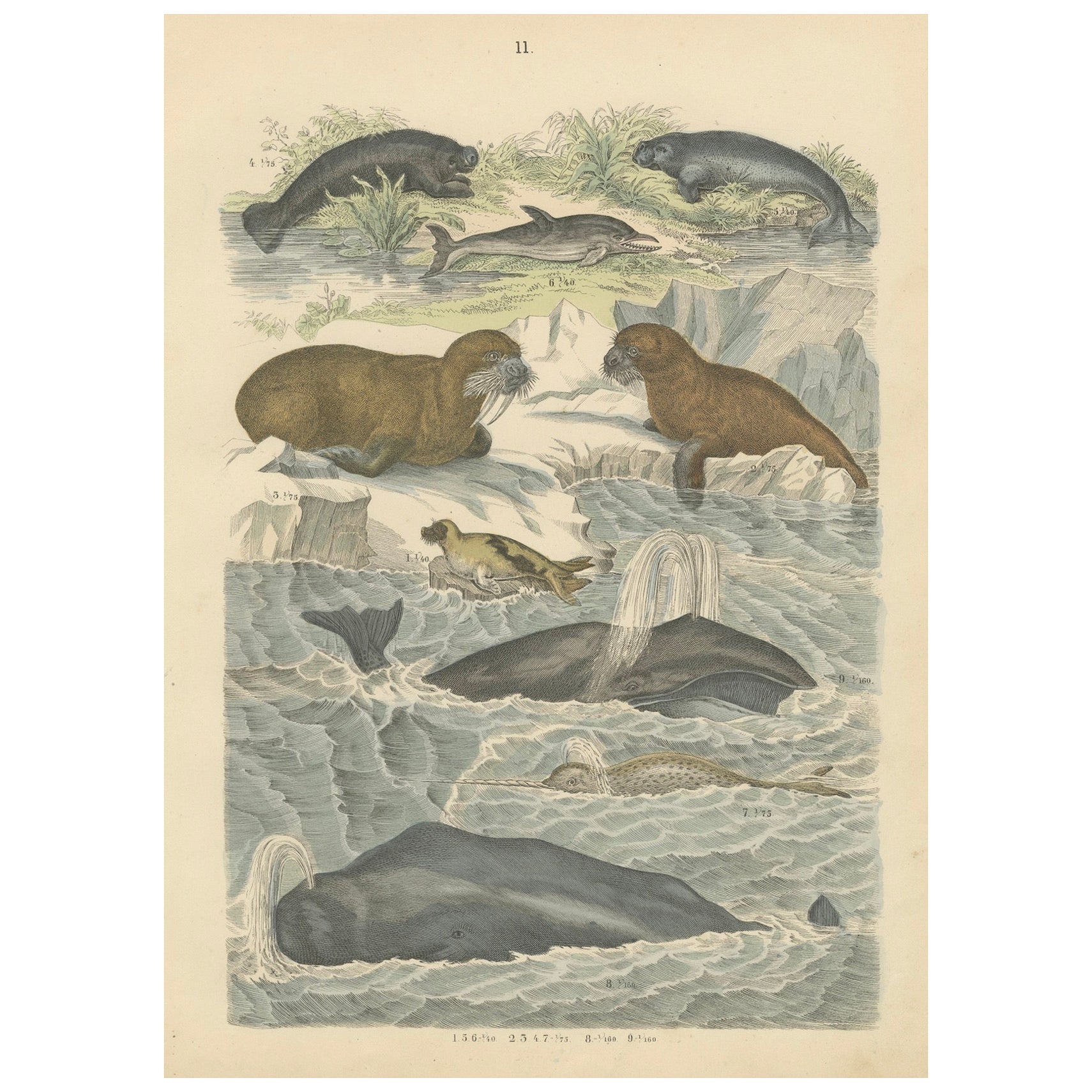 Zoology Print of Whales, Seals, Dolphins and Sea Cows by T Bromme circa 1865