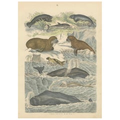 Zoology Print of Whales, Seals, Dolphins and Sea Cows by T Bromme circa 1865