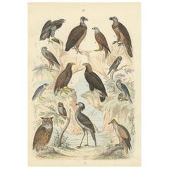 Ornithology Print of Eagles, Falcons, Owls and Vultures by T Bromme c1865