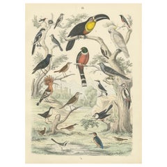 Antique Ornithology Print of Toucans, Woodpeckers, Thrushes and Kingfishers - c.1865