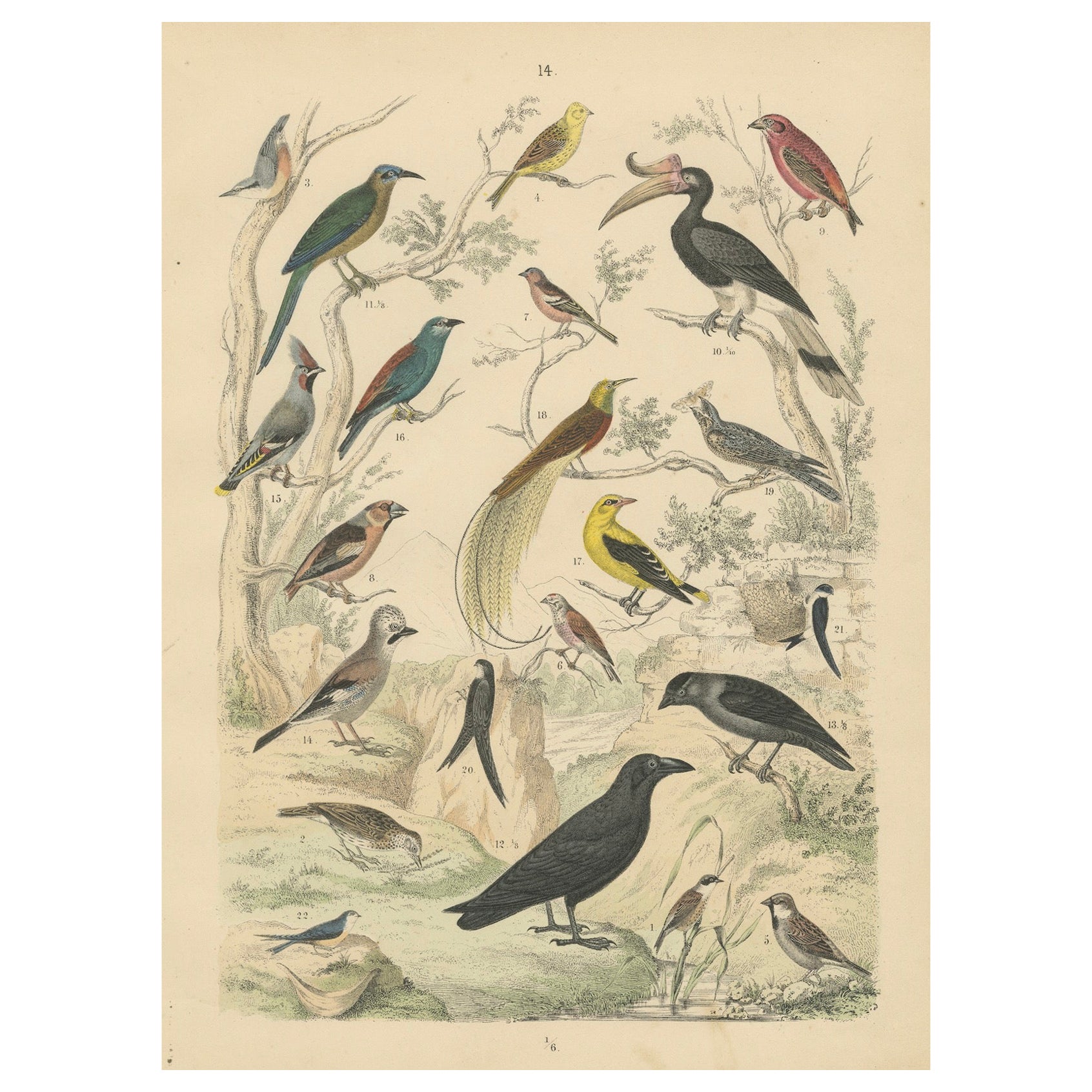 Ornithology Print of Hornbill, Crows, Finches and Songbirds by T Bromme c1865 en vente