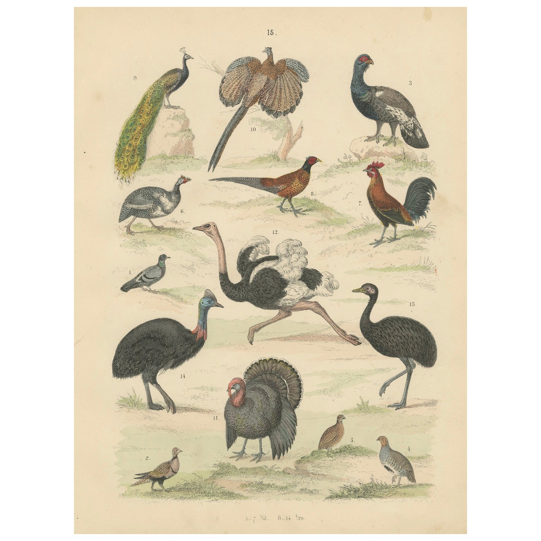 Ornithology Print of Ostrich, Peacock, Turkey and Game Birds by T Bromme c1865