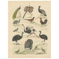 Ornithology Print of Ostrich, Peacock, Turkey and Game Birds by T Bromme c1865