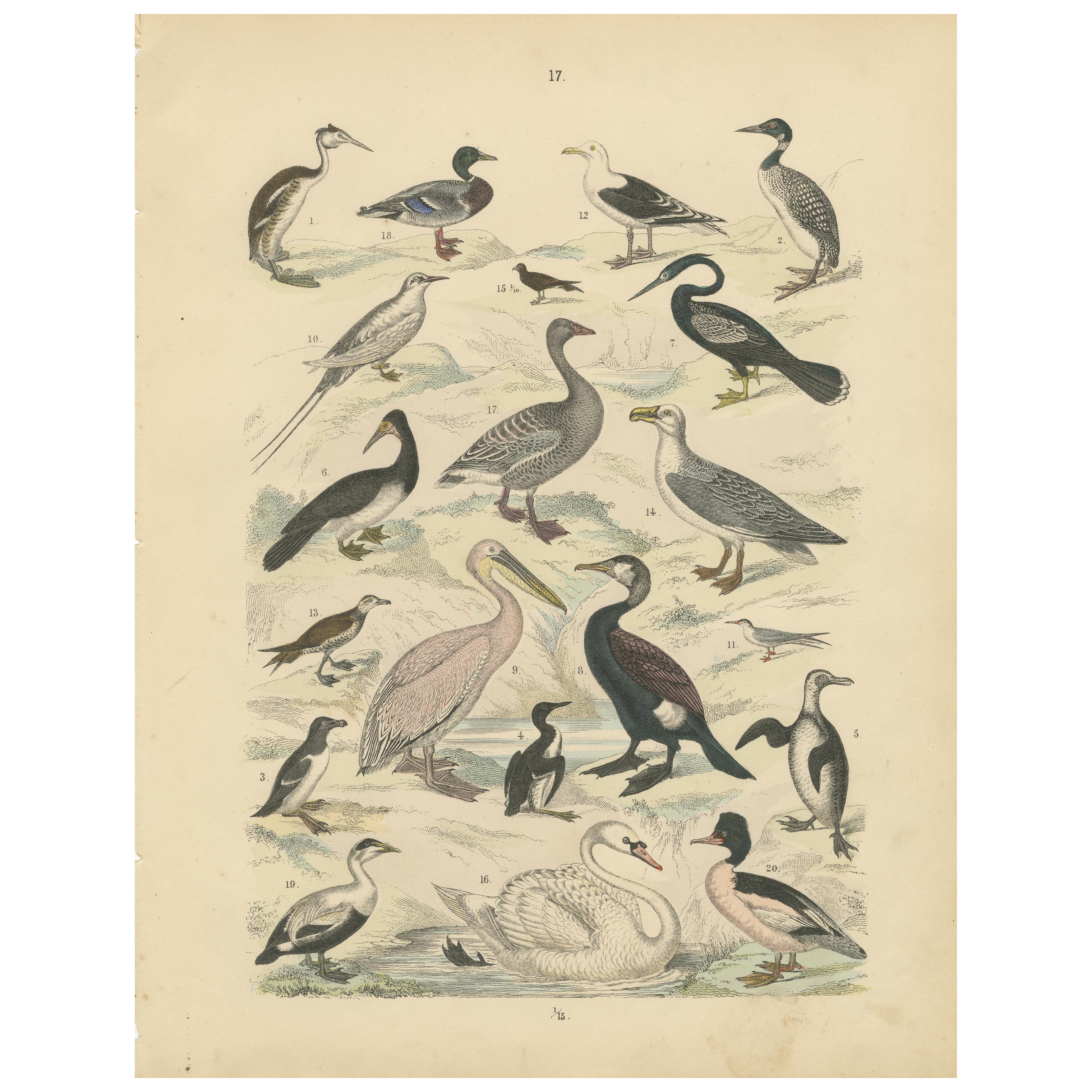 Ornithology Print of Swans, Ducks, Pelicans and Seabirds by T Bromme c1865