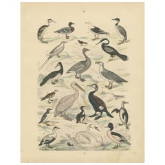 Ornithology Print of Swans, Ducks, Pelicans and Seabirds by T Bromme c1865