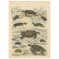 Zoology Print of Sea Turtles and Land Tortoises by T Bromme circa 1865