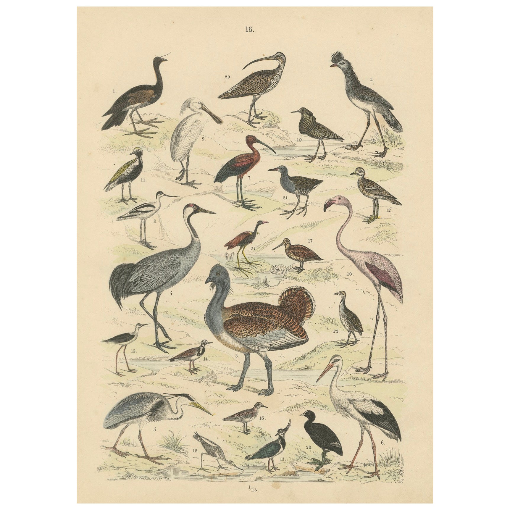 Ornithology Print of Cranes, Flamingos, Herons and Waders by T Bromme c1865